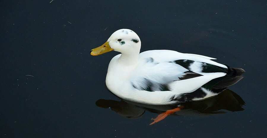 Ancona Duck 