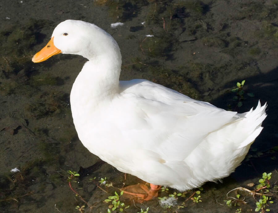 Aylesbury Duck 
