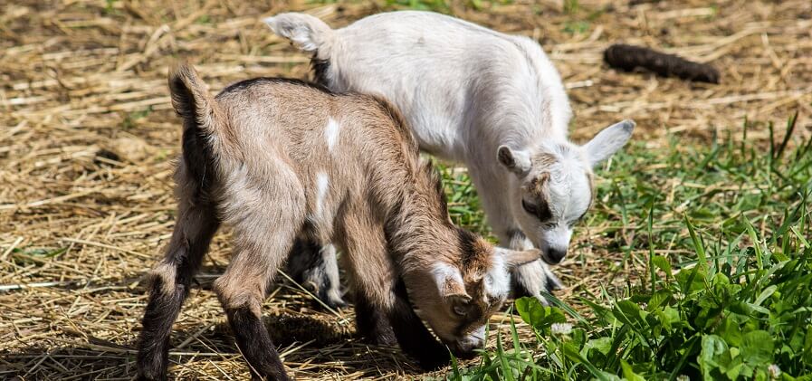 Backyard farm animals goats 