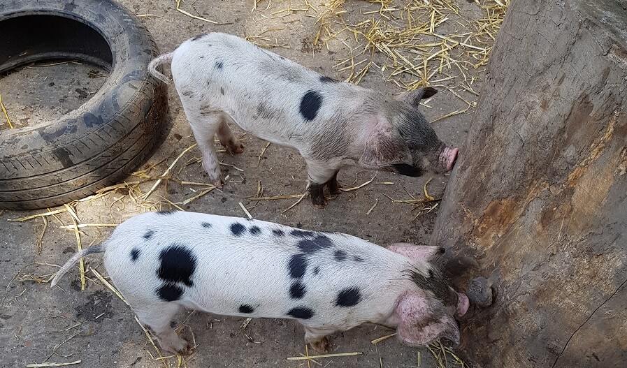 Backyard farm animals pigs 