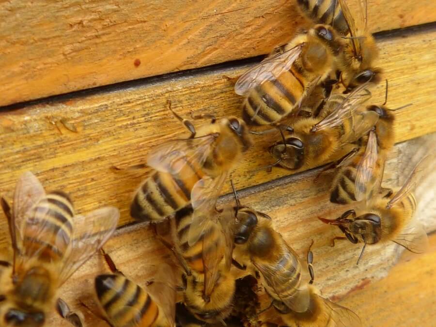 Bees guard a beehive 