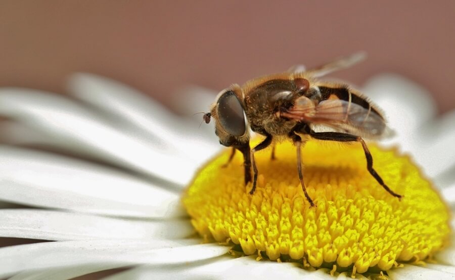 Bees make nectar and then honey