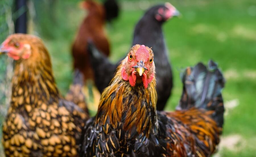 Chickens help with self sufficiency
