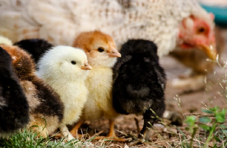 Chicks are kid friendly farm animals