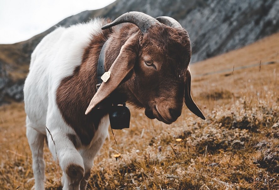 Goats help control grass