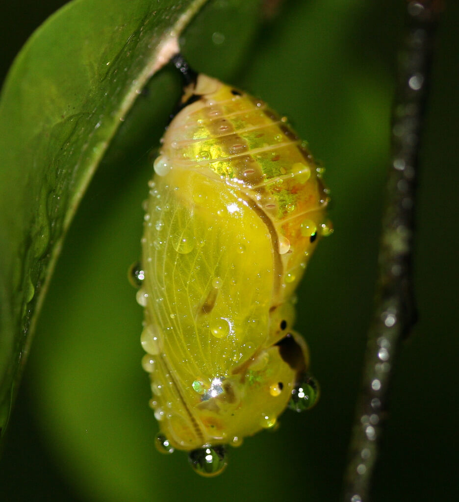 How to grow a butterfly Pupa