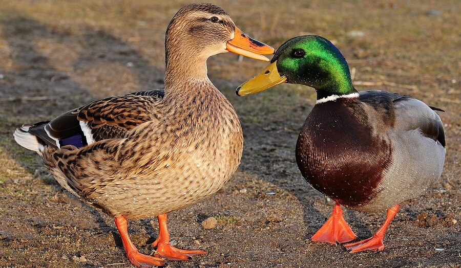 Mallard Duck Pair 