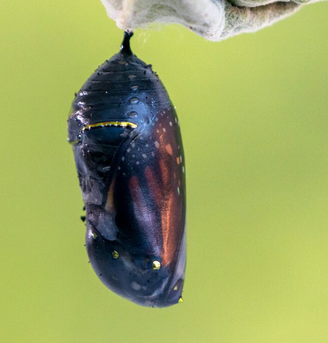 Monarch Butterfly Pupa Nearly Complete