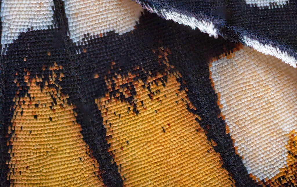 Monarch Butterfly Wing Scales Close Up 