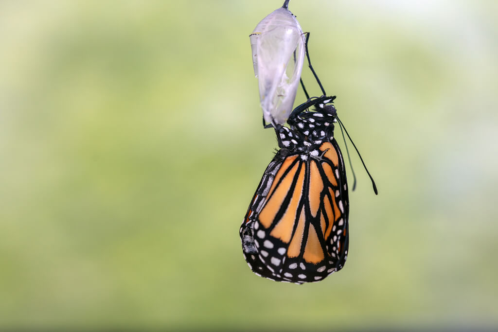 Monarch Butterfly emerging from the chrysalis (1)