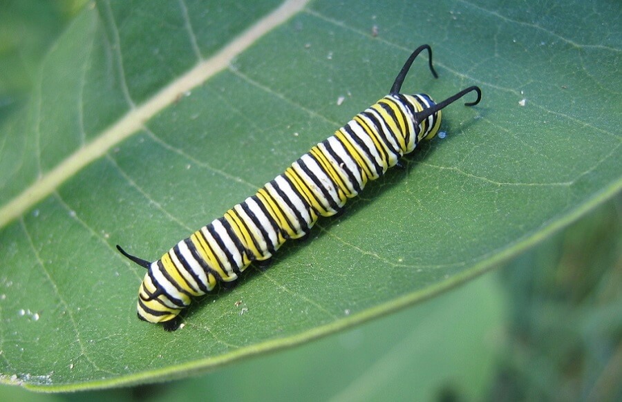 Monarch Caterpillar on Milkweed 