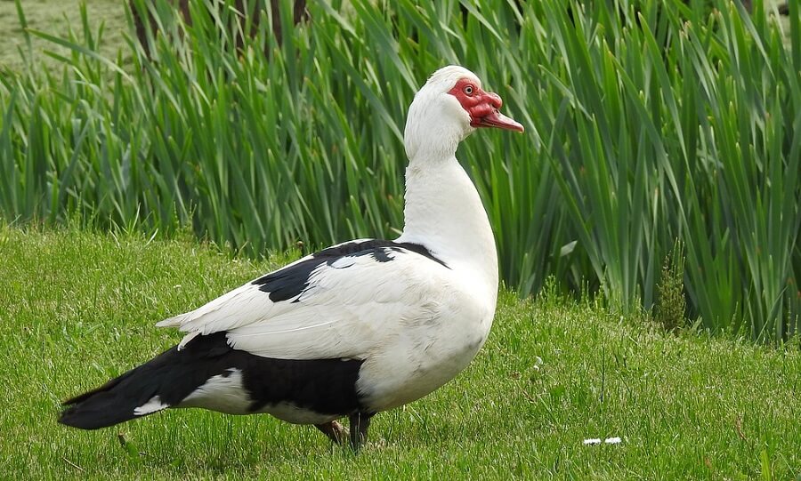 Muscovy Duck on grass 