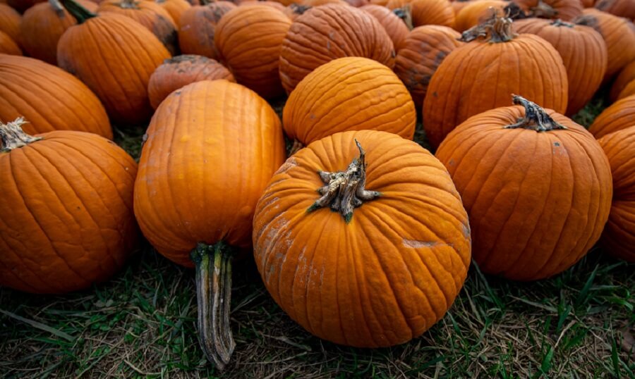 Pumpkins are a good source of proteing for chickens