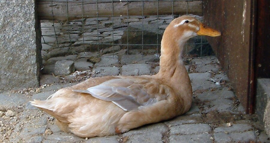 Saxony Ducks 
