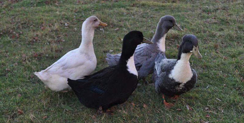 Swedish ducks