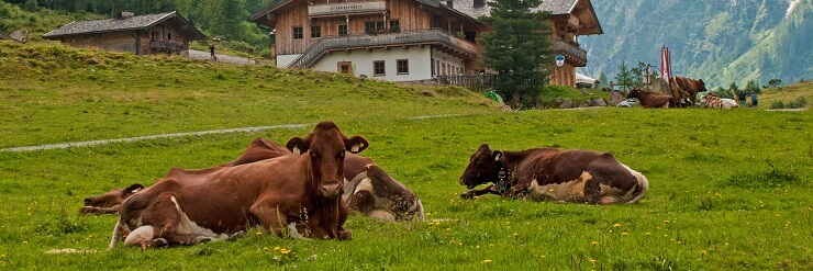Using cows to control grass 