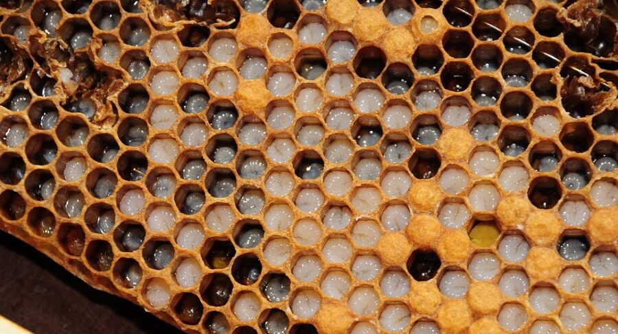 bee larvae in honeycomb