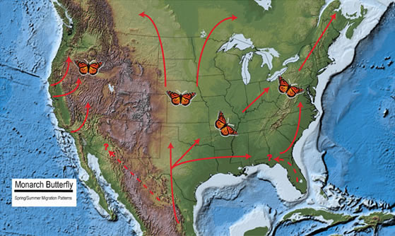spring migration map of Monarch Butterflies (1)