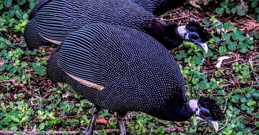 Crowned guinea fowl