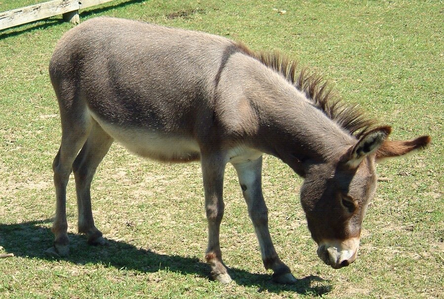 Donkeys can guard chickens