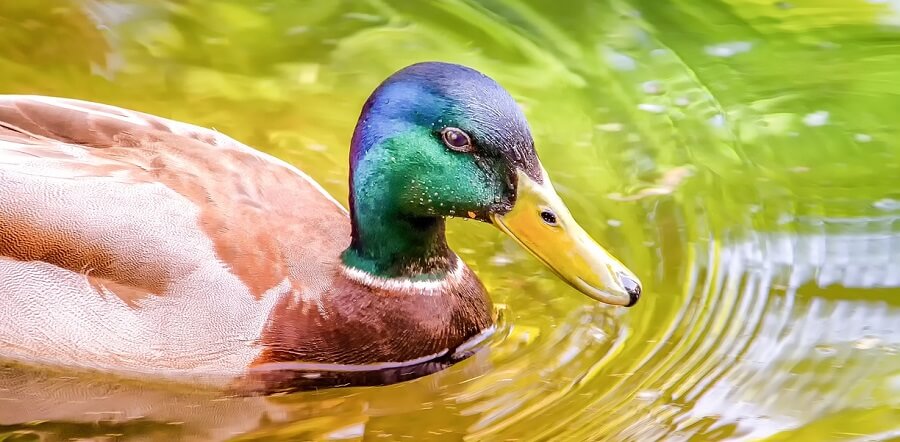 Ducks need water to be healthy 