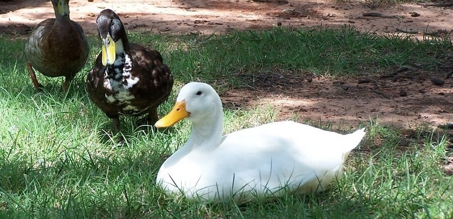 Ducks tame pretty well. 
