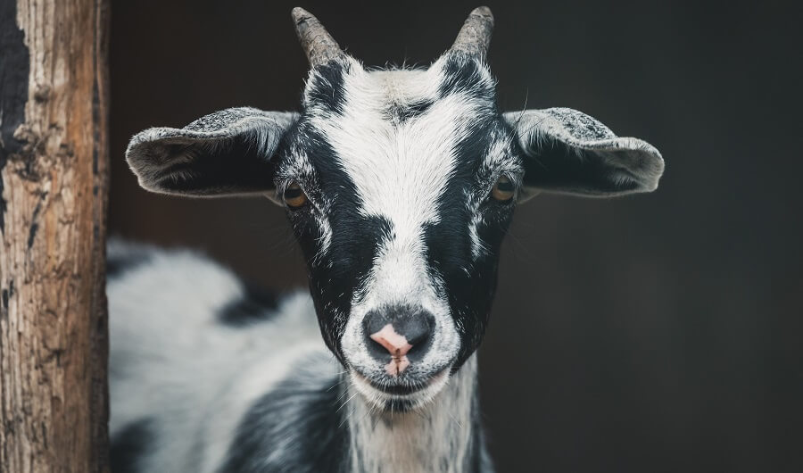 Goats have specific nutritional needs