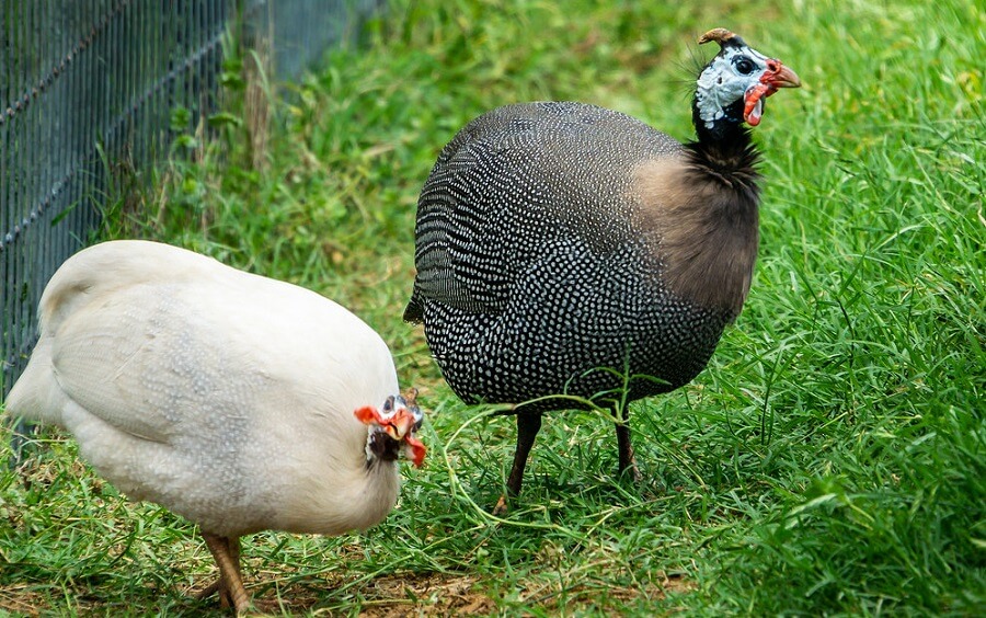 Helmate Guinea Fowl