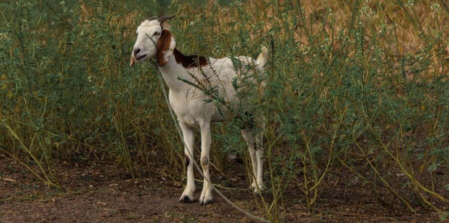 How to raise brush goats