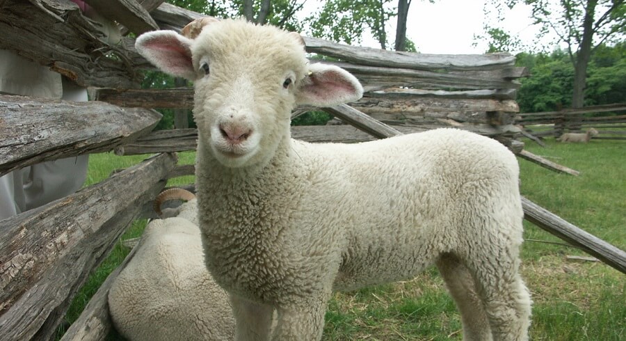 Lambs need extra protection and care 