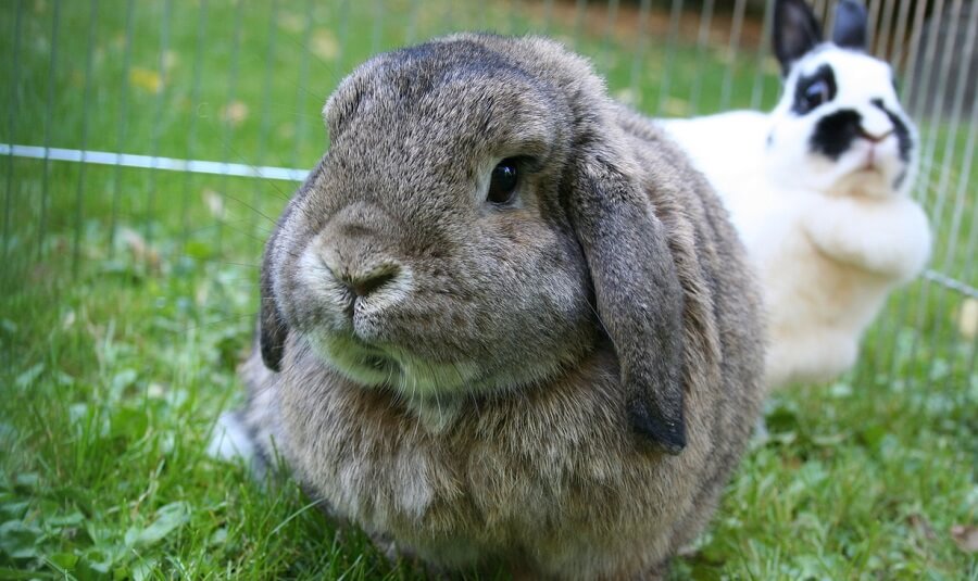 Lops are popular for show rabbits 