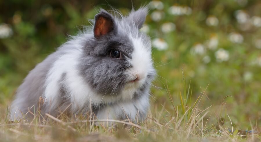 Many rabbits are raised for meat and pets