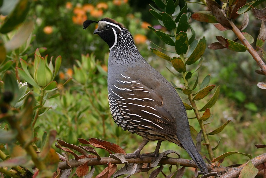 Quail are raised for eggs and meat