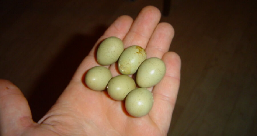 Quail eggs need to be incubated by Eggybird