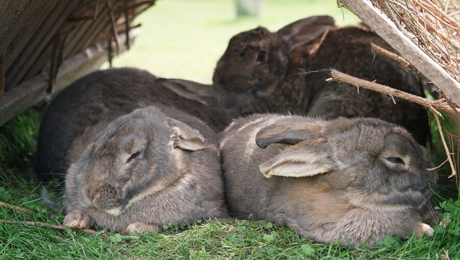 Rabbits need shelter 