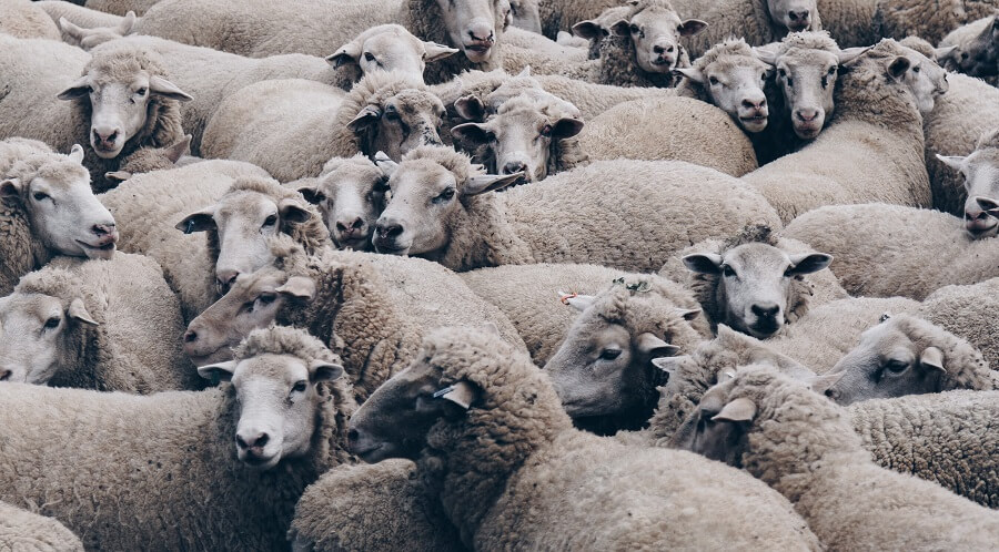 Sheep naturally flock and are social 