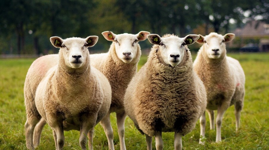Sheep need fresh air to avoid sickness 