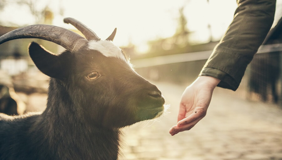 Some goat breeds are more tame than others