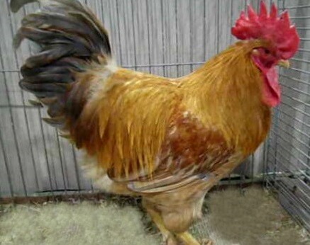 Empordanesa Chicken