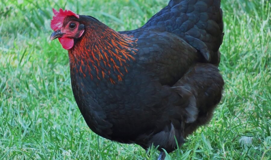 Black Star Chicken are good hybrid egg and meat chickens