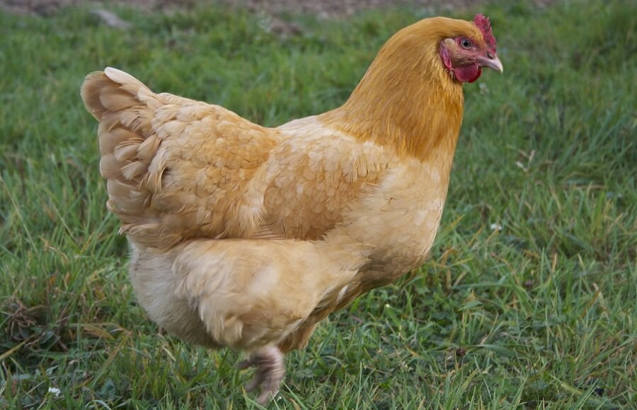 Buff Orpington Hens are A beautiful Egg and Meat chicken
