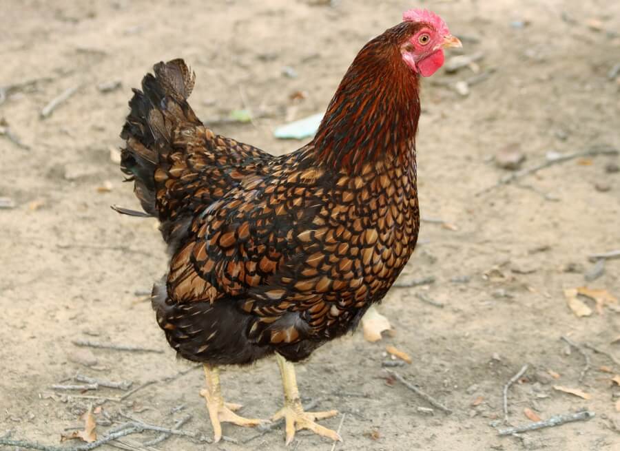 Golden Wyandotte Is a good egg layer and a tasty meat chicken