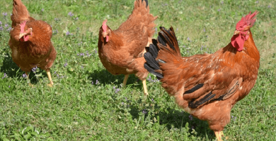 freedom rangers are popular for meat chickens cackle hathery (1)