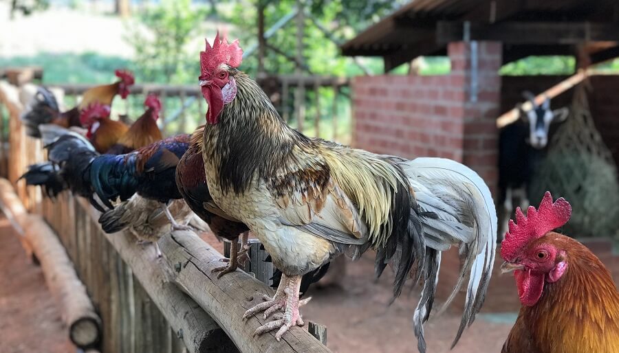 Hot to care for chickens in the heat 