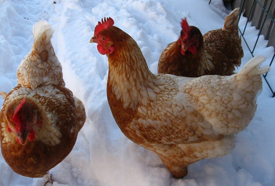 How to care for chickens in the cold 