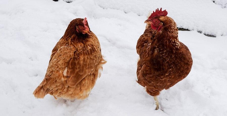How to keep chickens water unfrozen off grid