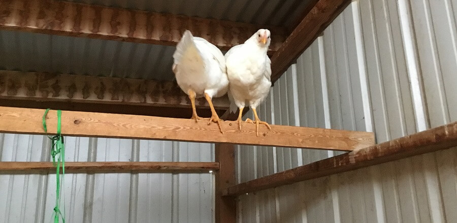 Isolate bully chickens to stop bullying