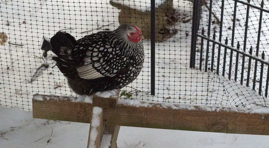 Keep chickens safe in the winter 