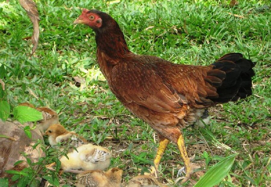 Malay Chickens add an air of nobility