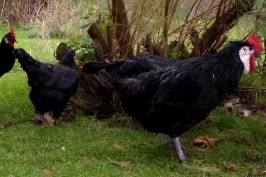 Minorca chickens are beautiful deep black all rights reserved 